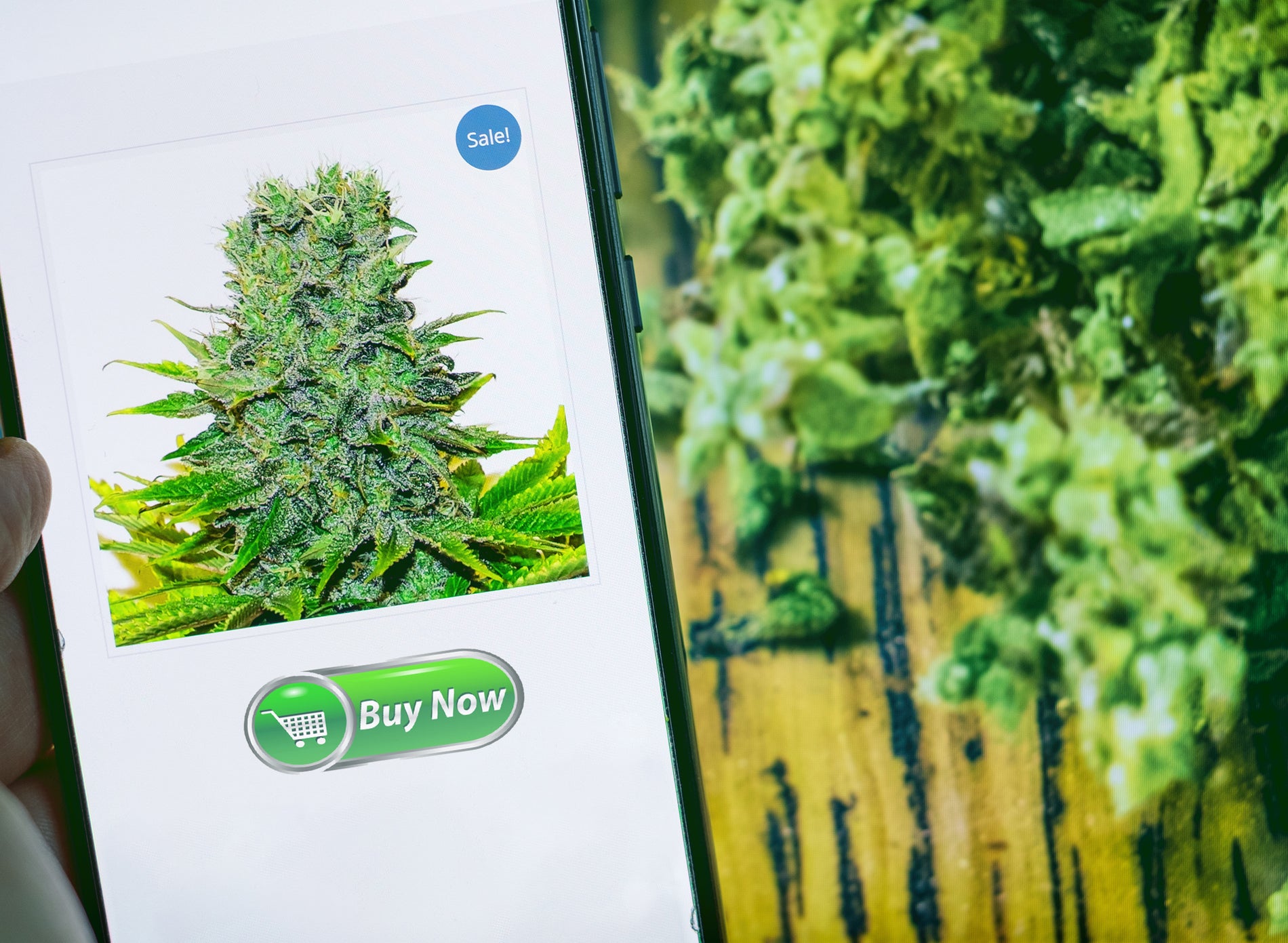 BUY THC ONLINE RESPONSIBLY: SAFETY, PURITY, AND LABELING TIPS